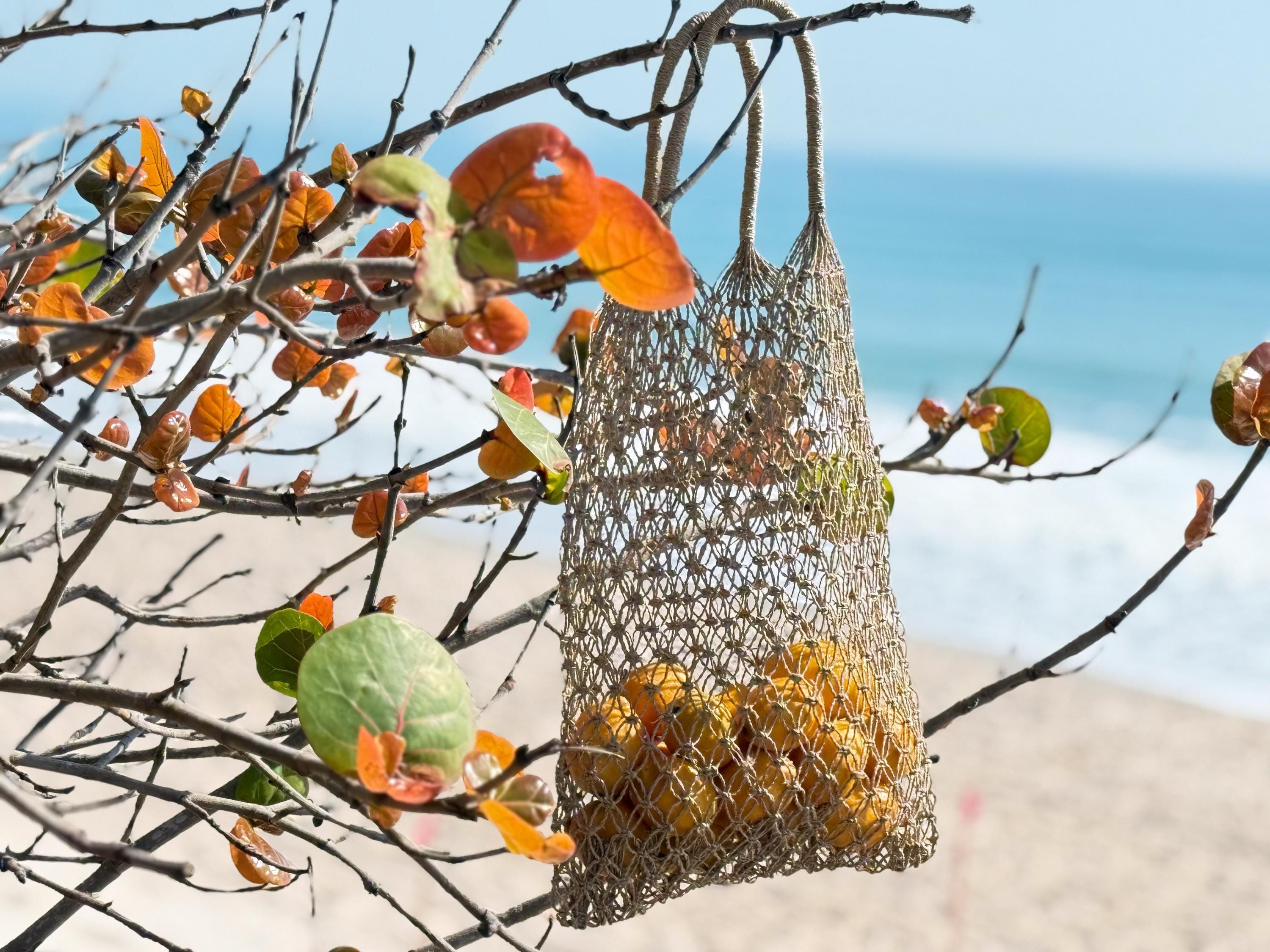 A woven mesh bag filled with yellow fruit hangs from a tree branch, with the bag suspended in the air against a backdrop of a sandy beach and the ocean.
